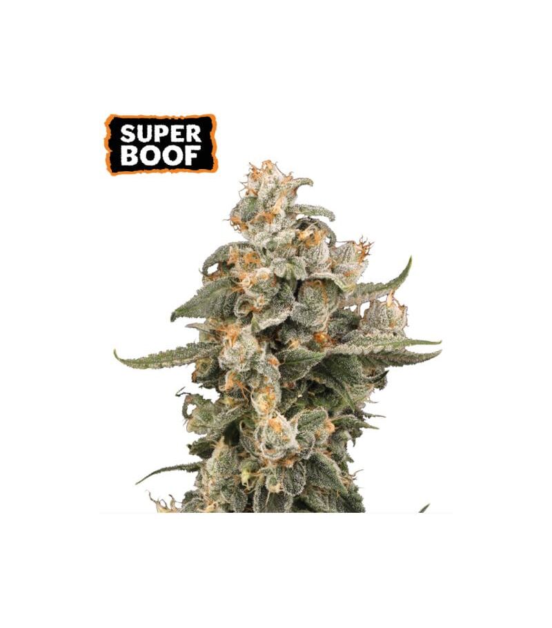 Super Boof Auto, Фасовка: 3